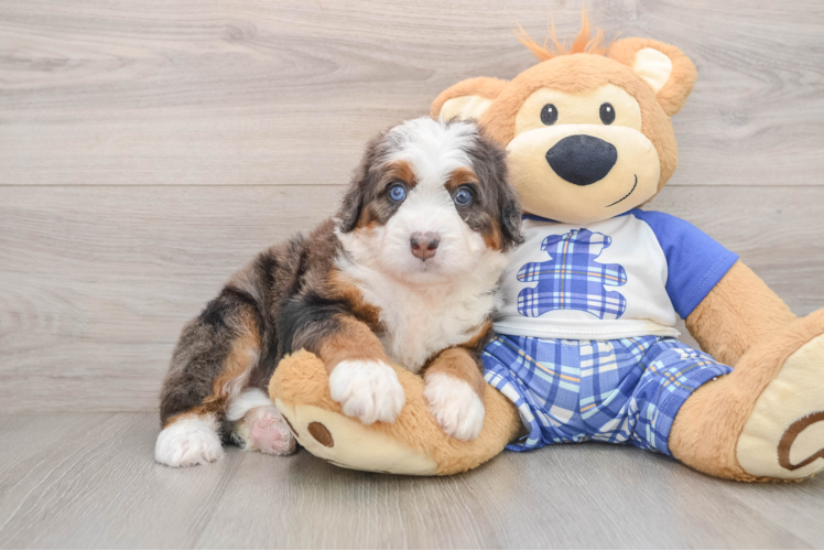 Mini Bernedoodle Puppy for Adoption