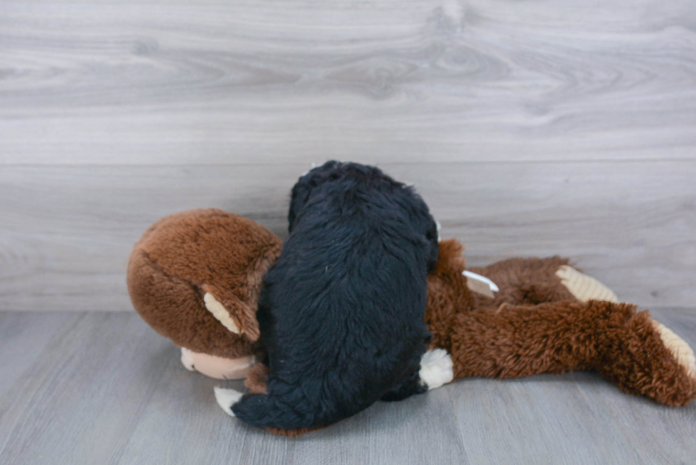 Cute Mini Bernedoodle Baby