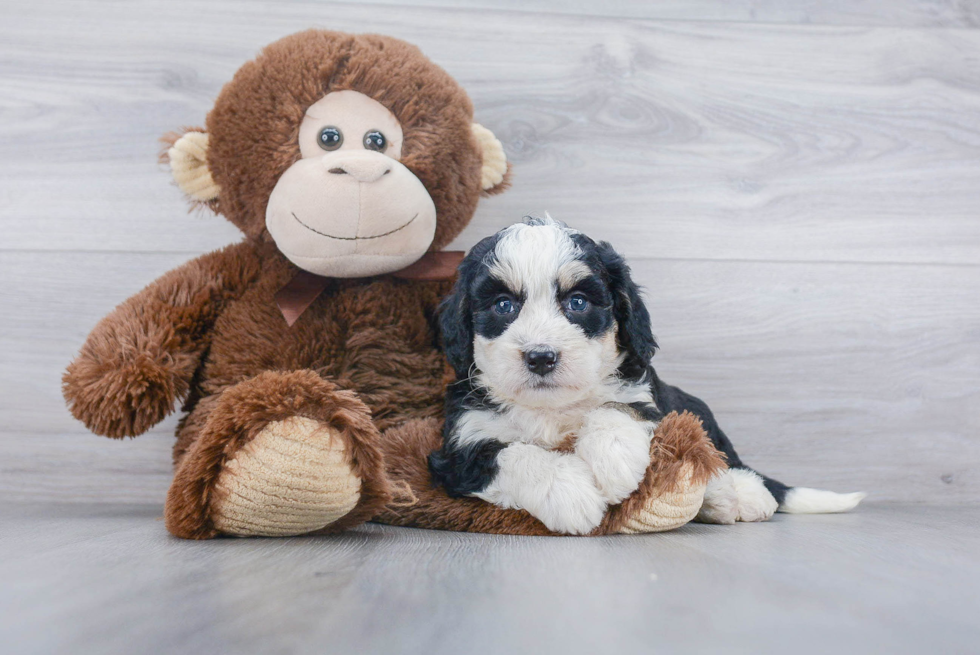 Mini Bernedoodle Pup Being Cute