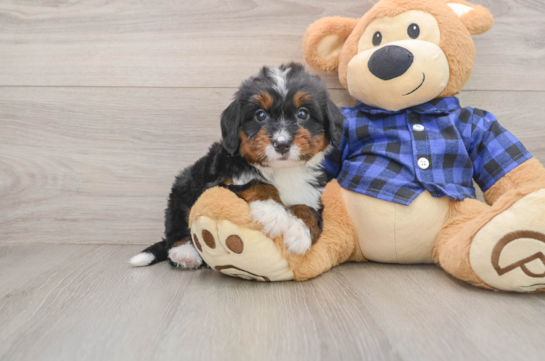 DAKOTA, a Mini Bernedoodle littermate