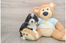 Best Mini Bernedoodle Baby