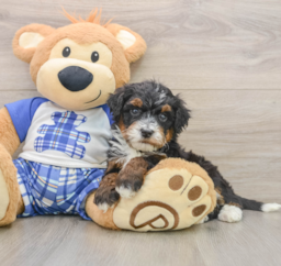 6 week old Mini Bernedoodle Puppy For Sale - Premier Pups
