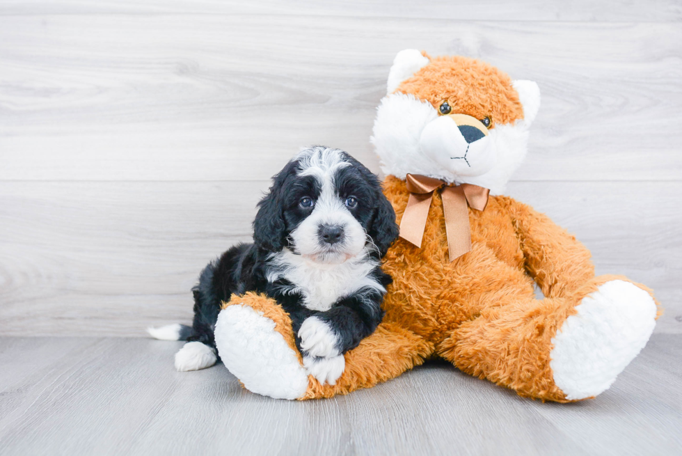 Mini Bernedoodle Puppy for Adoption