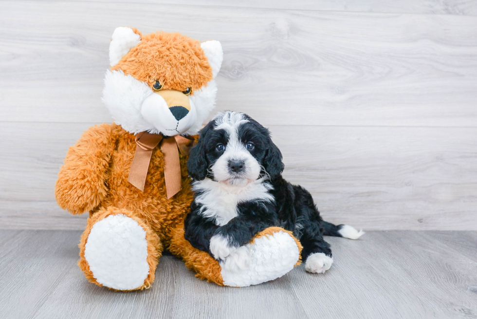 Sweet Mini Bernedoodle Baby