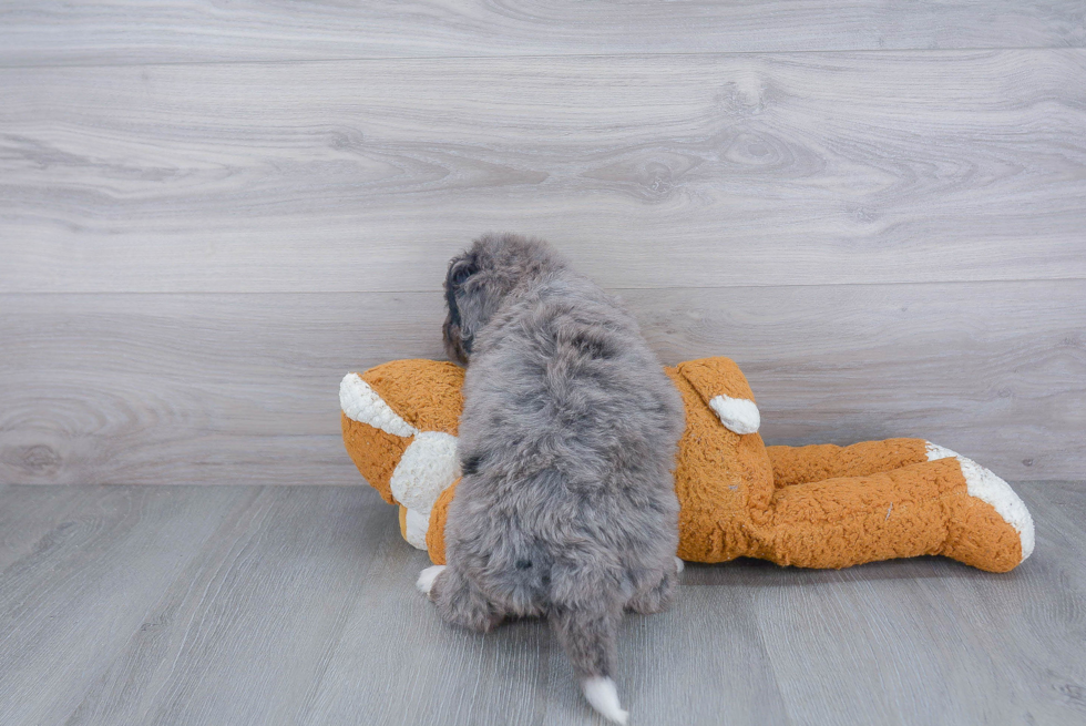 Petite Mini Bernedoodle Poodle Mix Pup