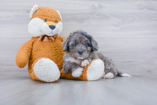 Best Mini Bernedoodle Baby