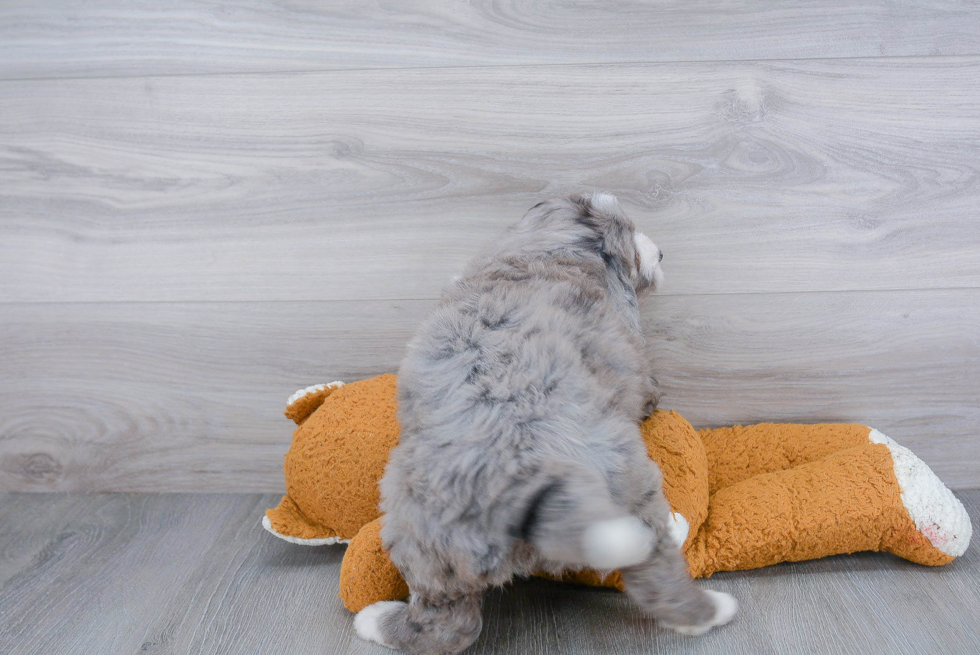 Energetic Bernadoodle Poodle Mix Puppy