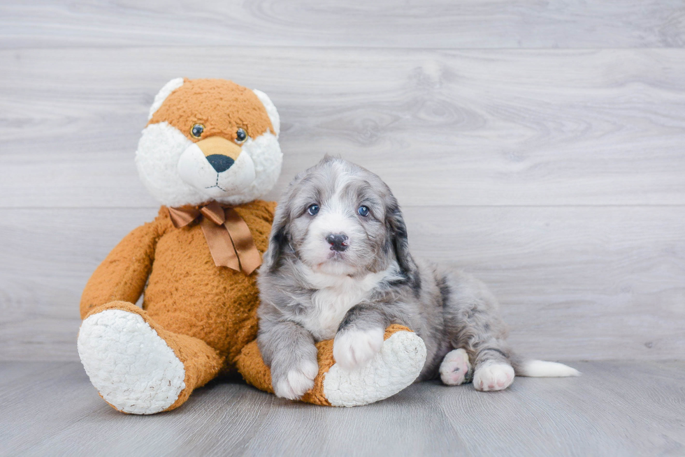 Adorable Mini Berniedoodle Poodle Mix Puppy