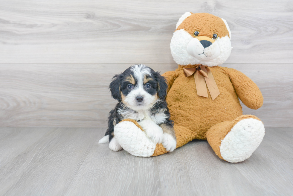 Playful Mini Berniedoodle Poodle Mix Puppy