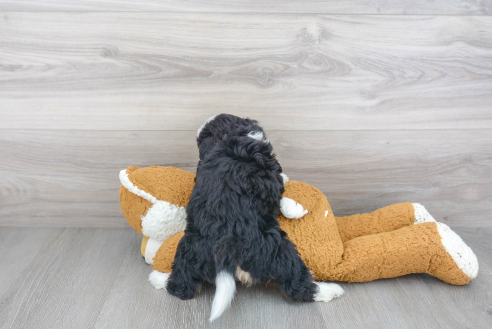 Little Mini Berniedoodle Poodle Mix Puppy