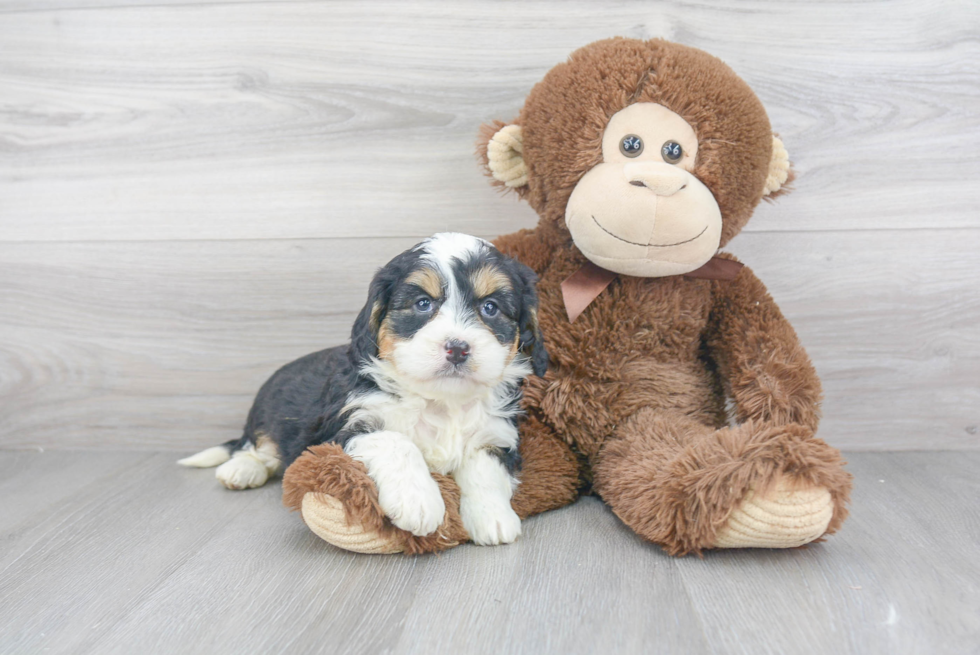 Adorable Mini Berniedoodle Poodle Mix Puppy