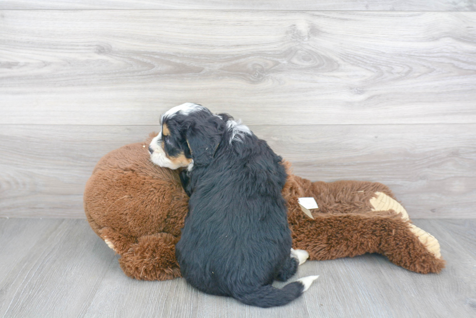 Playful Mini Berniedoodle Poodle Mix Puppy