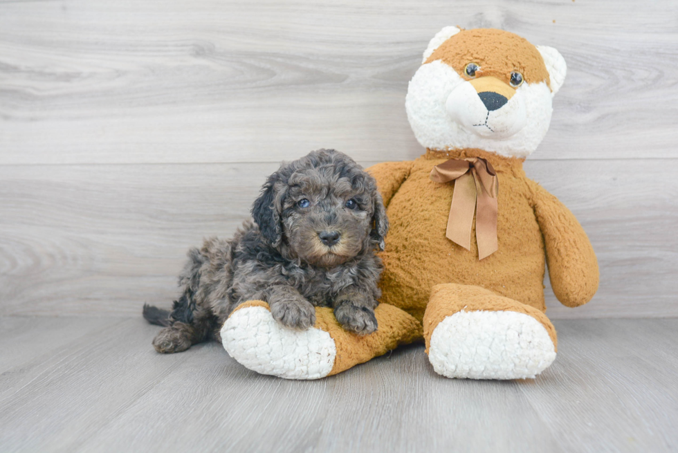 Mini Bernedoodle Puppy for Adoption