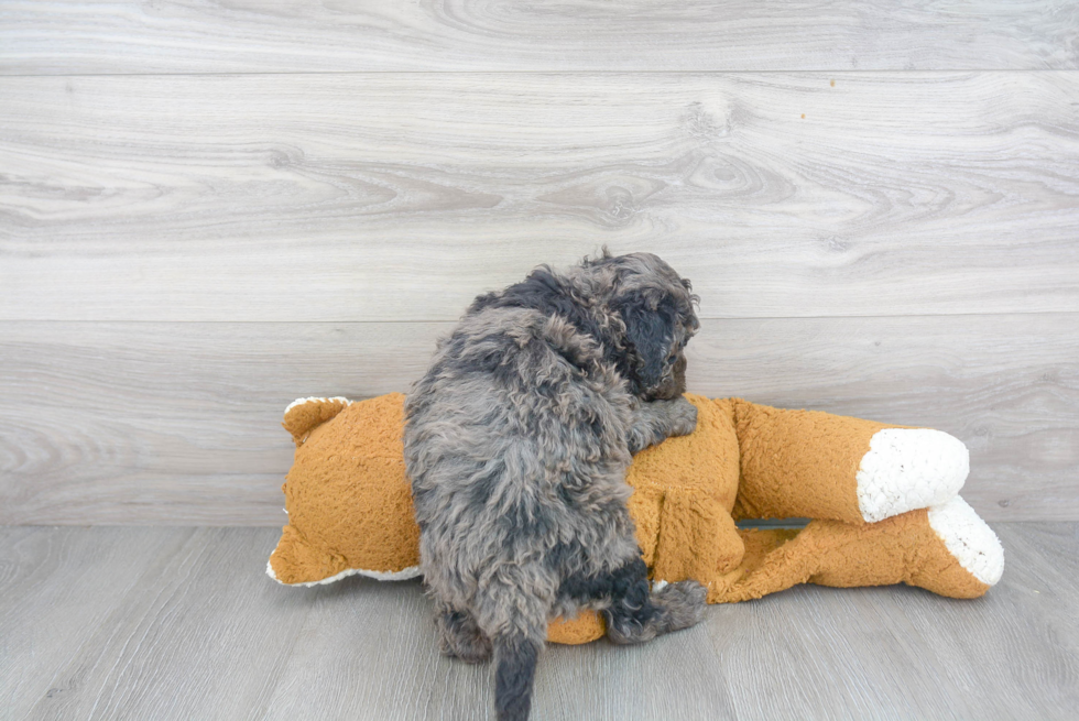 Mini Bernedoodle Pup Being Cute