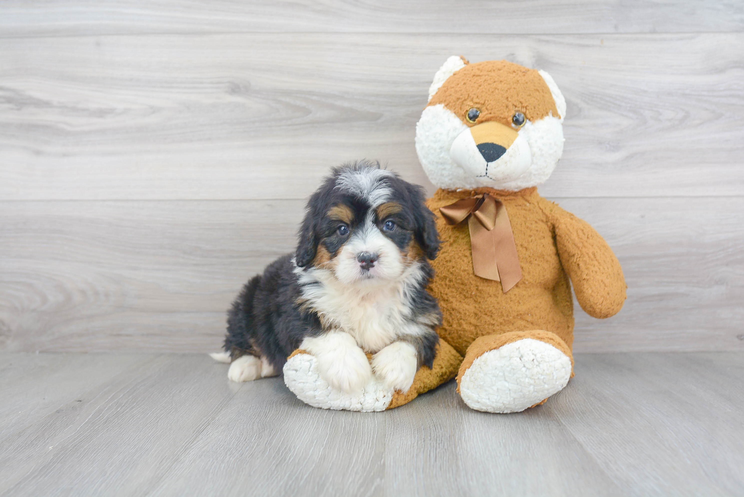 Little Mini Berniedoodle Poodle Mix Puppy