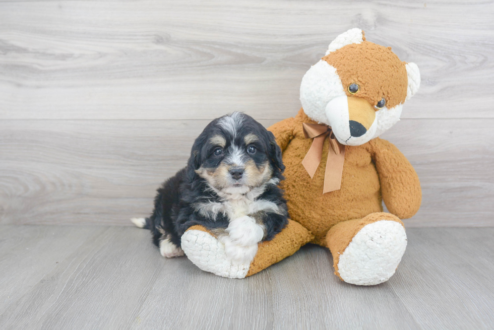 Funny Mini Bernedoodle Poodle Mix Pup