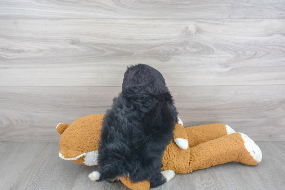Mini Bernedoodle Puppy for Adoption