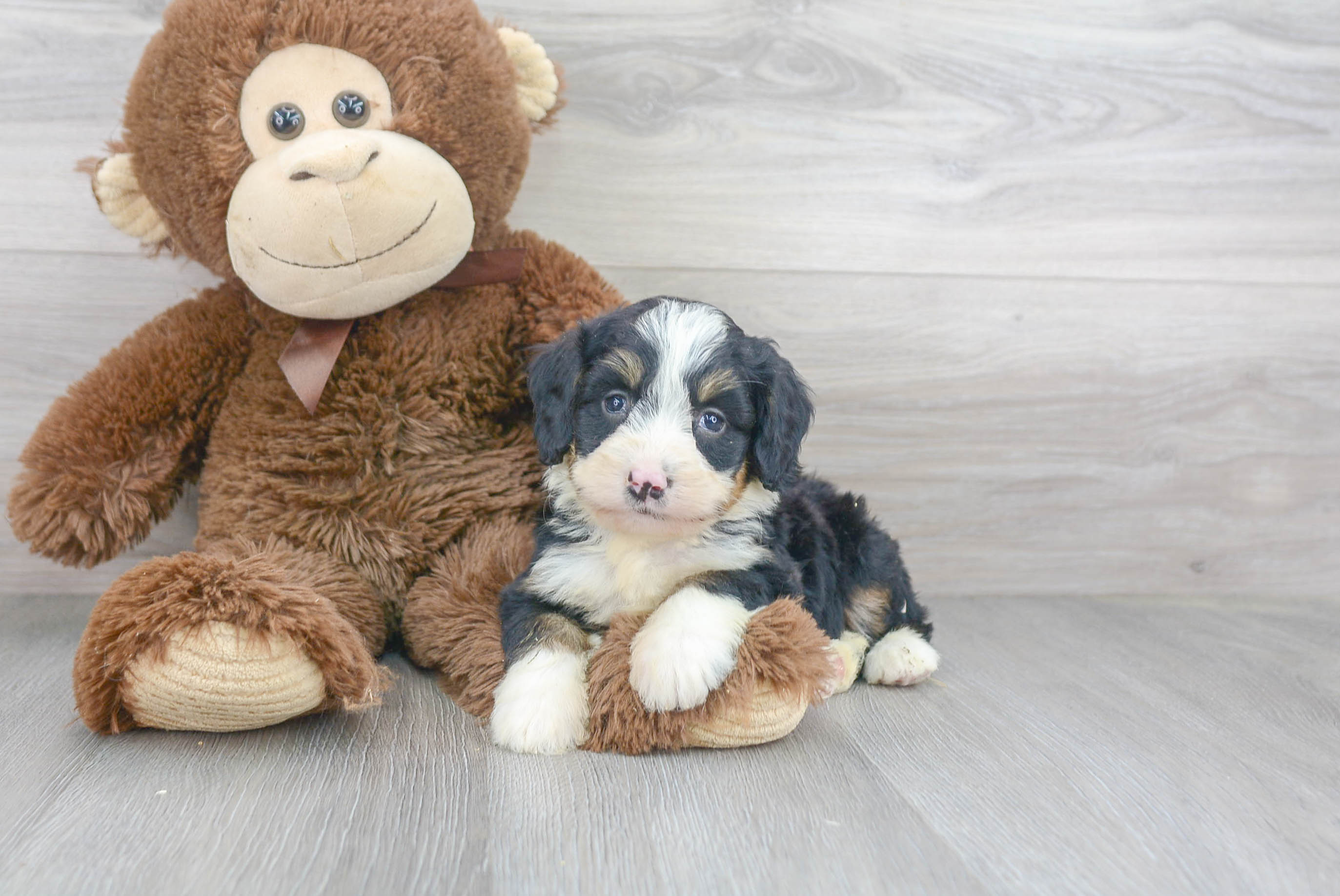 Adorable Bernadoodle Poodle Mix Puppy
