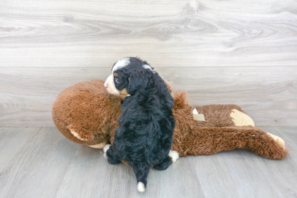 Adorable Bernadoodle Poodle Mix Puppy