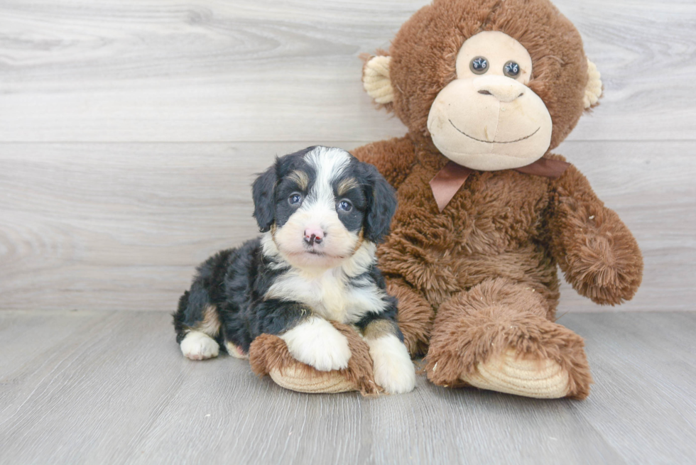 Sweet Mini Bernedoodle Baby