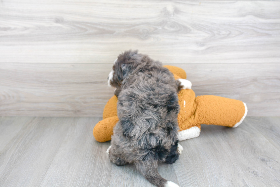 Hypoallergenic Mini Berniedoodle Poodle Mix Puppy