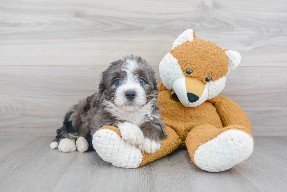 Petite Mini Bernedoodle Poodle Mix Pup