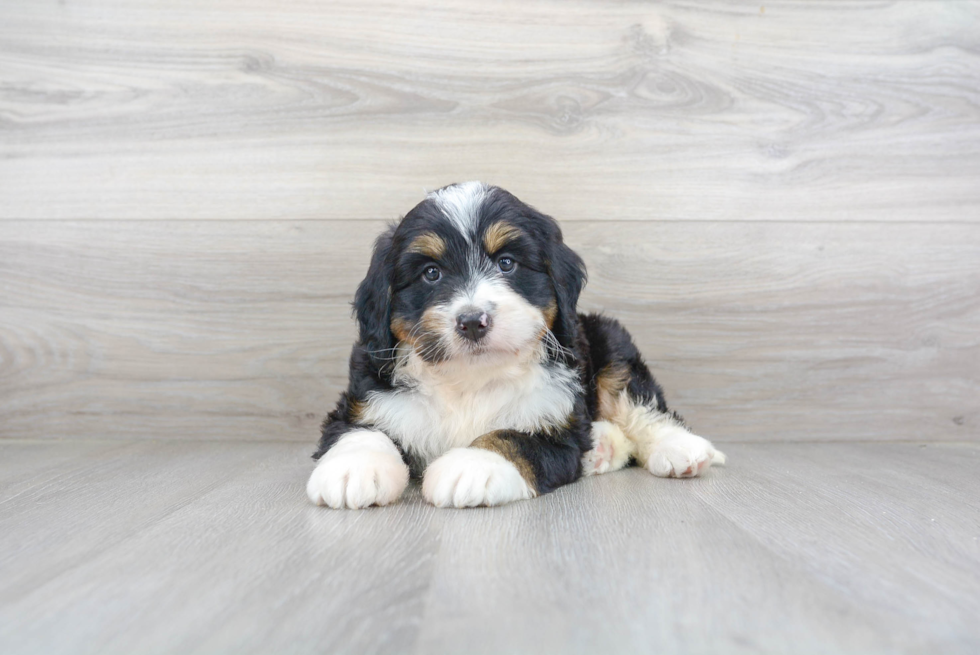 Small Mini Bernedoodle Baby
