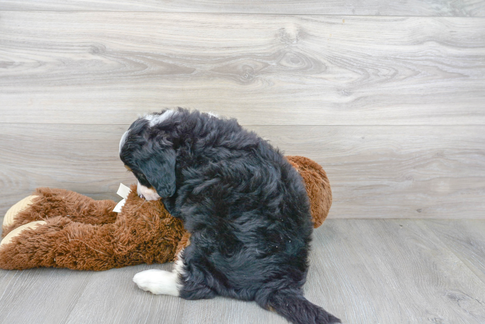 Mini Bernedoodle Pup Being Cute