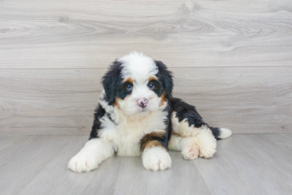 Little Mini Berniedoodle Poodle Mix Puppy