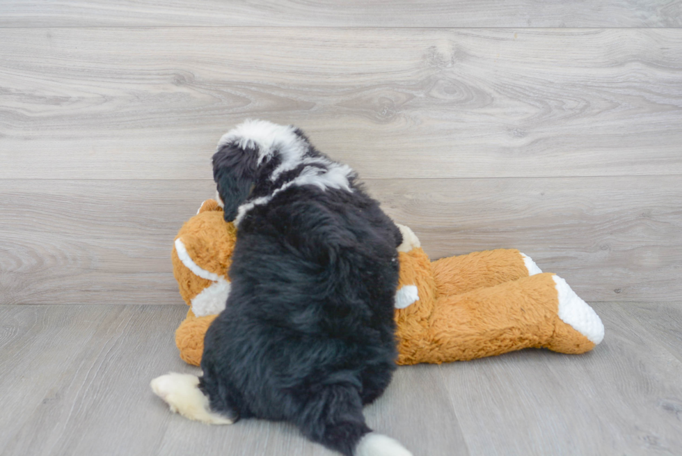 Best Mini Bernedoodle Baby