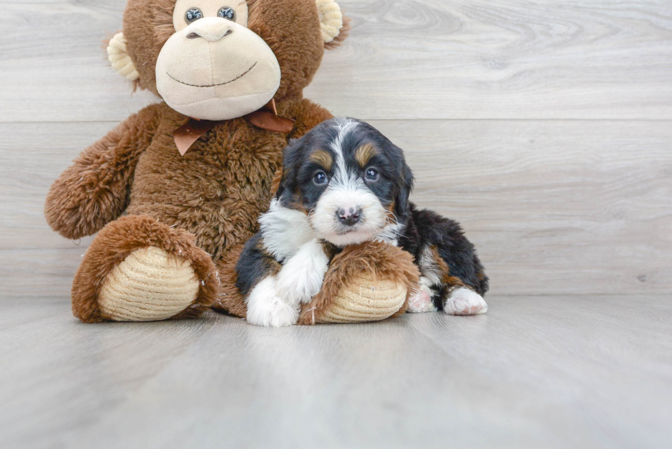 Best Mini Bernedoodle Baby