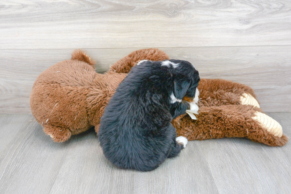 Mini Bernedoodle Puppy for Adoption