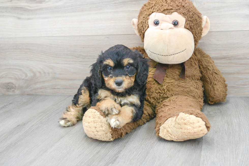 Hypoallergenic Mini Berniedoodle Poodle Mix Puppy