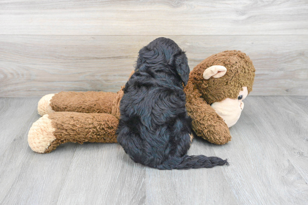 Popular Mini Bernedoodle Poodle Mix Pup
