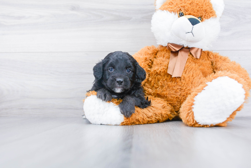 Petite Mini Bernedoodle Poodle Mix Pup
