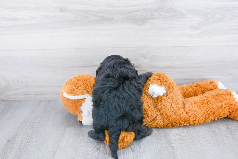 Sweet Mini Bernedoodle Baby