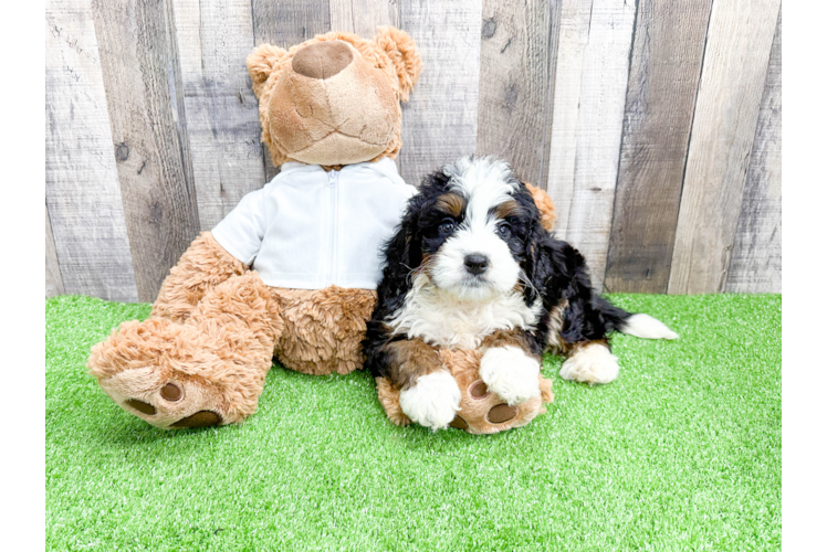 Mini Bernedoodle Pup Being Cute
