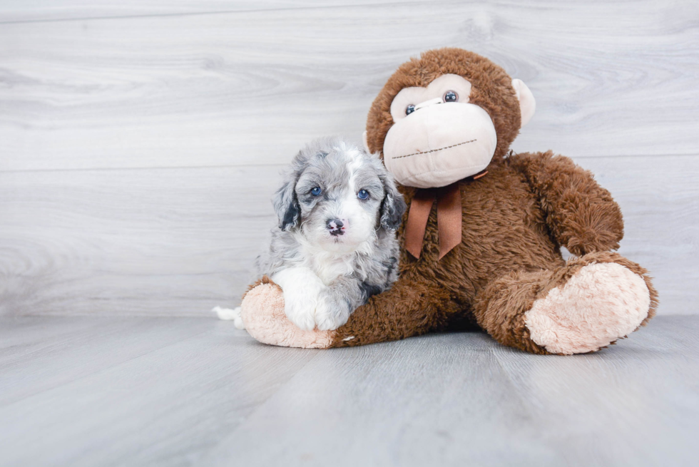 Mini Bernedoodle Pup Being Cute