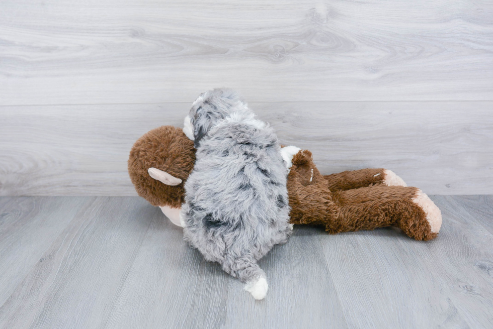 Sweet Mini Bernedoodle Baby