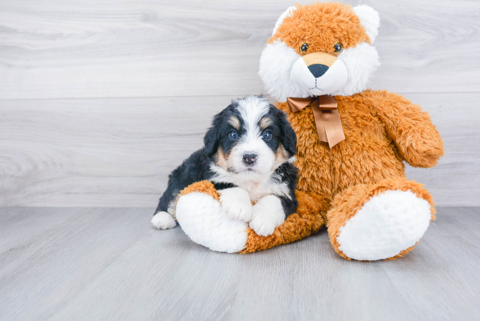 Sweet Mini Bernedoodle Baby
