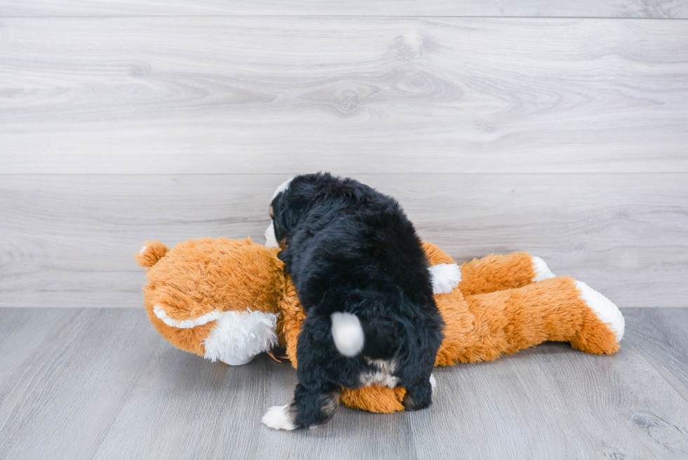 Little Mini Berniedoodle Poodle Mix Puppy