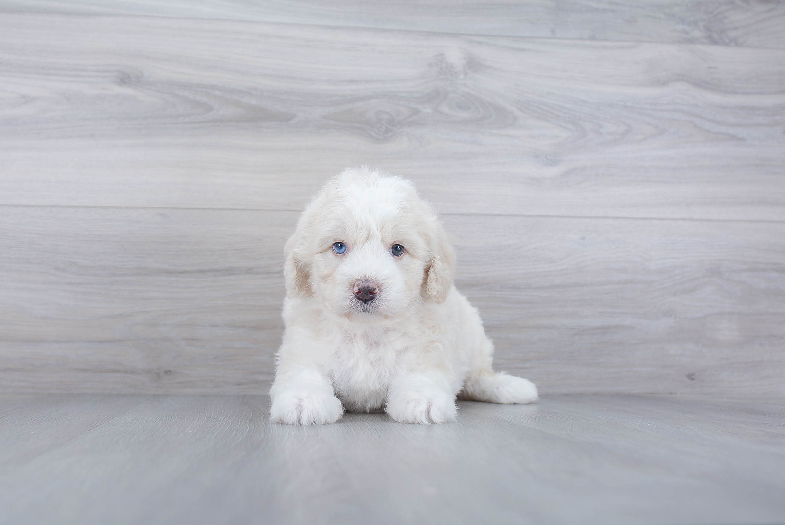 Friendly Mini Bernedoodle Baby