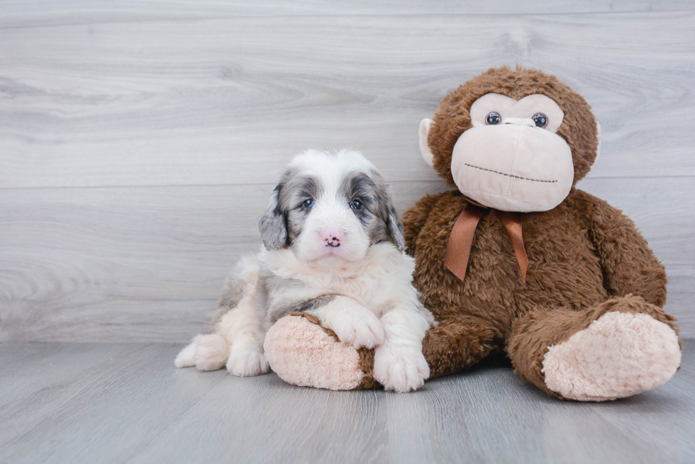 Smart Mini Bernedoodle Poodle Mix Pup