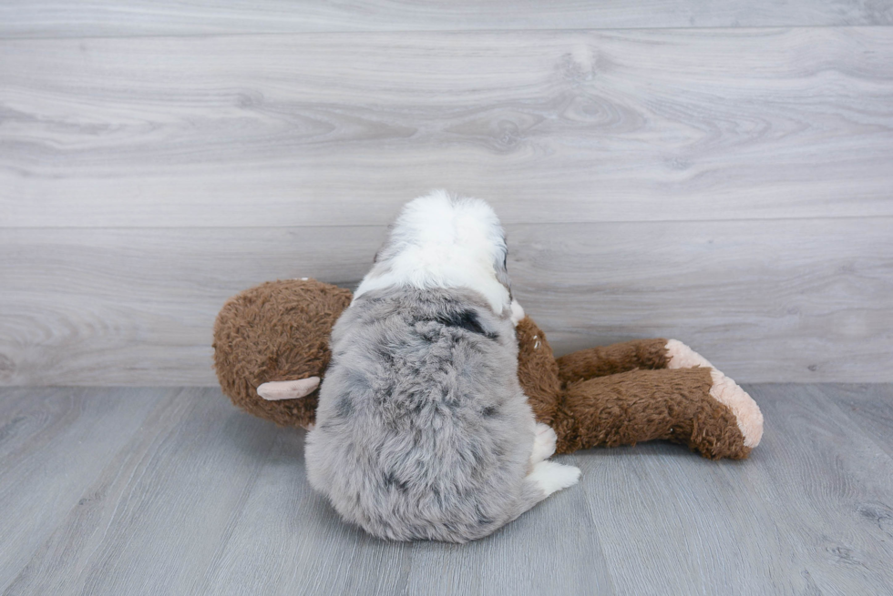 Energetic Mini Berniedoodle Poodle Mix Puppy