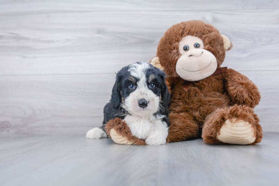 Mini Bernedoodle Puppy for Adoption