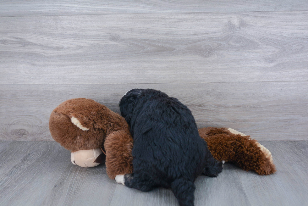 Hypoallergenic Bernadoodle Poodle Mix Puppy