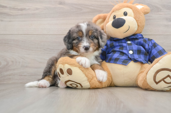 DARIUS, a Mini Bernedoodle littermate