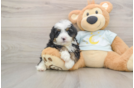 Best Mini Bernedoodle Baby