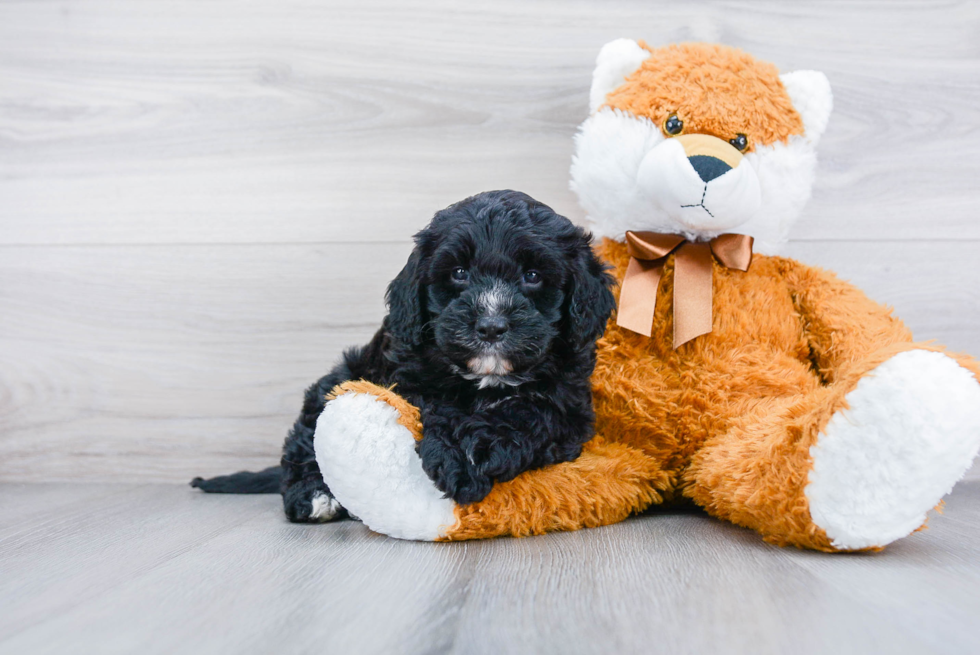 Hypoallergenic Bernadoodle Poodle Mix Puppy