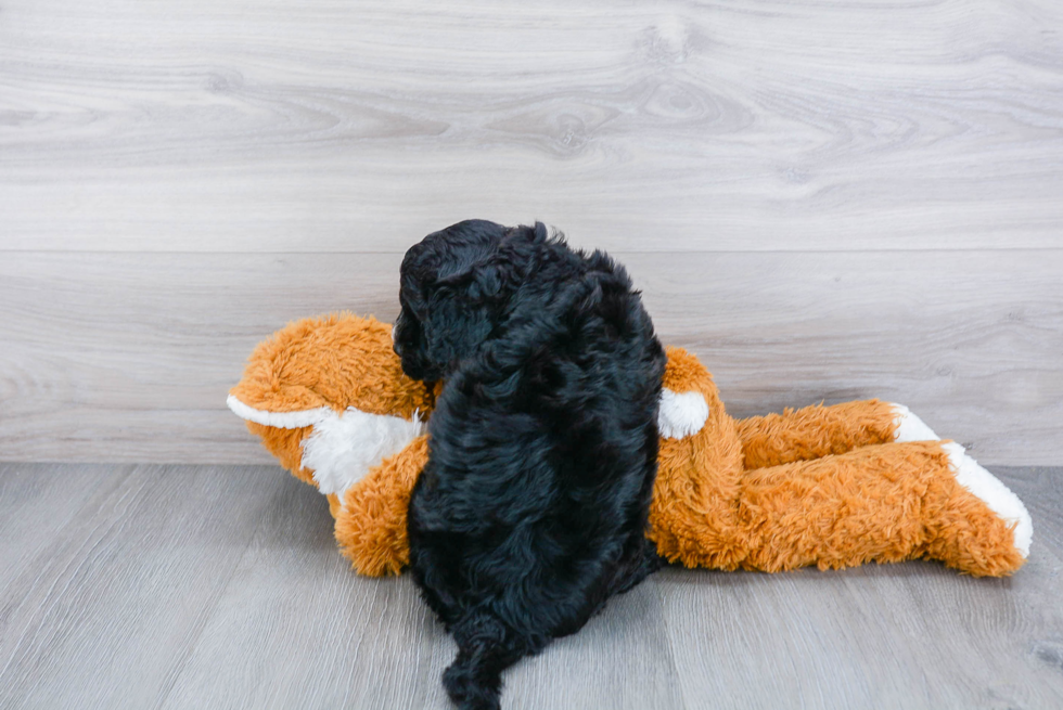 Best Mini Bernedoodle Baby